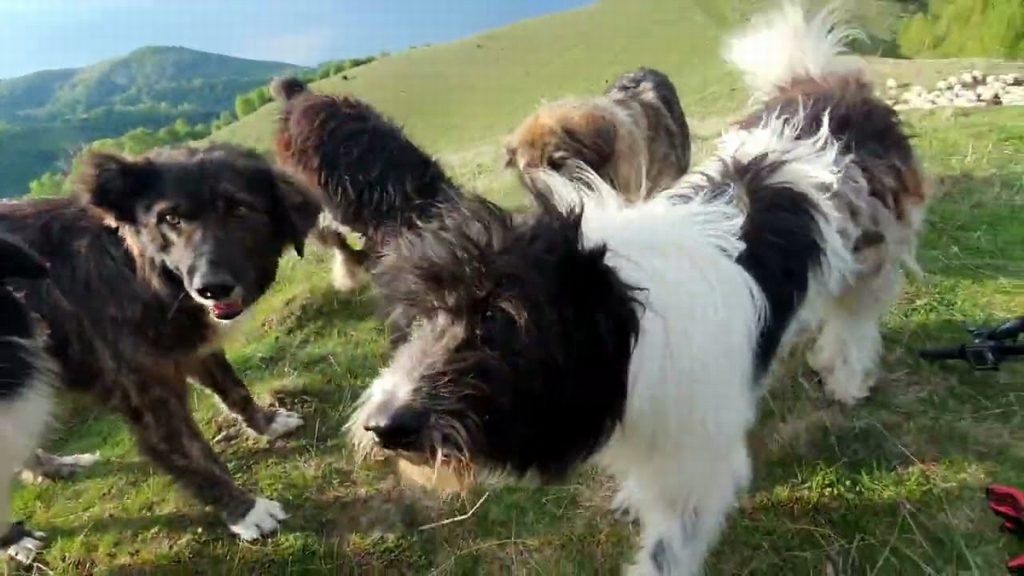 Mutilat de o haită de câini în timp ce culegea ciuperci! Victima, cu intestinele ieșite, obrazul rupt, zona genitală sfâșiată