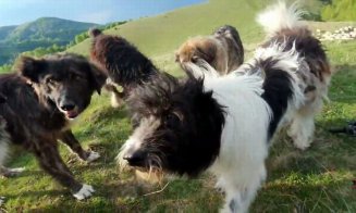 Mutilat de o haită de câini în timp ce culegea ciuperci! Victima, cu intestinele ieșite, obrazul rupt, zona genitală sfâșiată