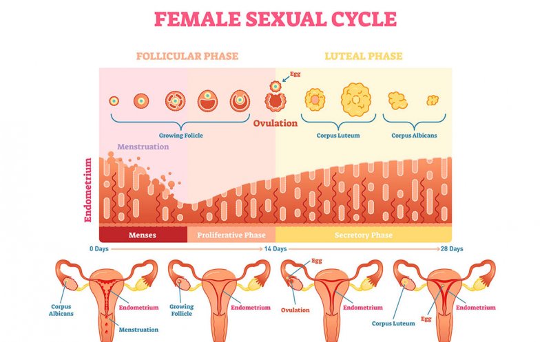 Cum influențează CICLUL MENSTRUAL metabolismul (arderile), pofta de mâncare și… greutatea