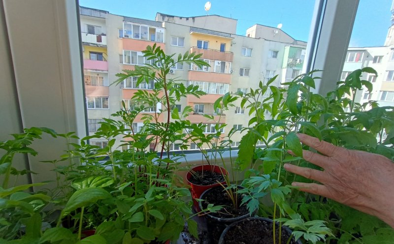 Grădina urbană cu răsaduri din... balconul de la etajul 8 / "Ne şi place", spune cuplul de pensionari din Mănăştur despre pasiunea lor