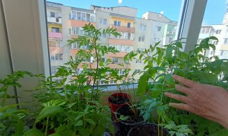 Grădina urbană cu răsaduri din... balconul de la etajul 8 / "Ne şi place", spune cuplul de pensionari din Mănăştur despre pasiunea lor