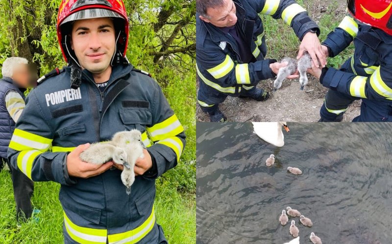 Pui de lebădă salvați din apele Someșului de pompierii clujeni