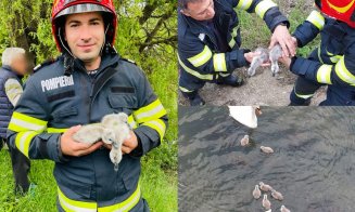 Pui de lebădă salvați din apele Someșului de pompierii clujeni