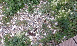 "Rahaţi" de câine peste tot în Cluj-Napoca / "Smart a la Cloooj!"