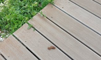 "Rahaţi" de câine peste tot în Cluj-Napoca / "Smart a la Cloooj!"