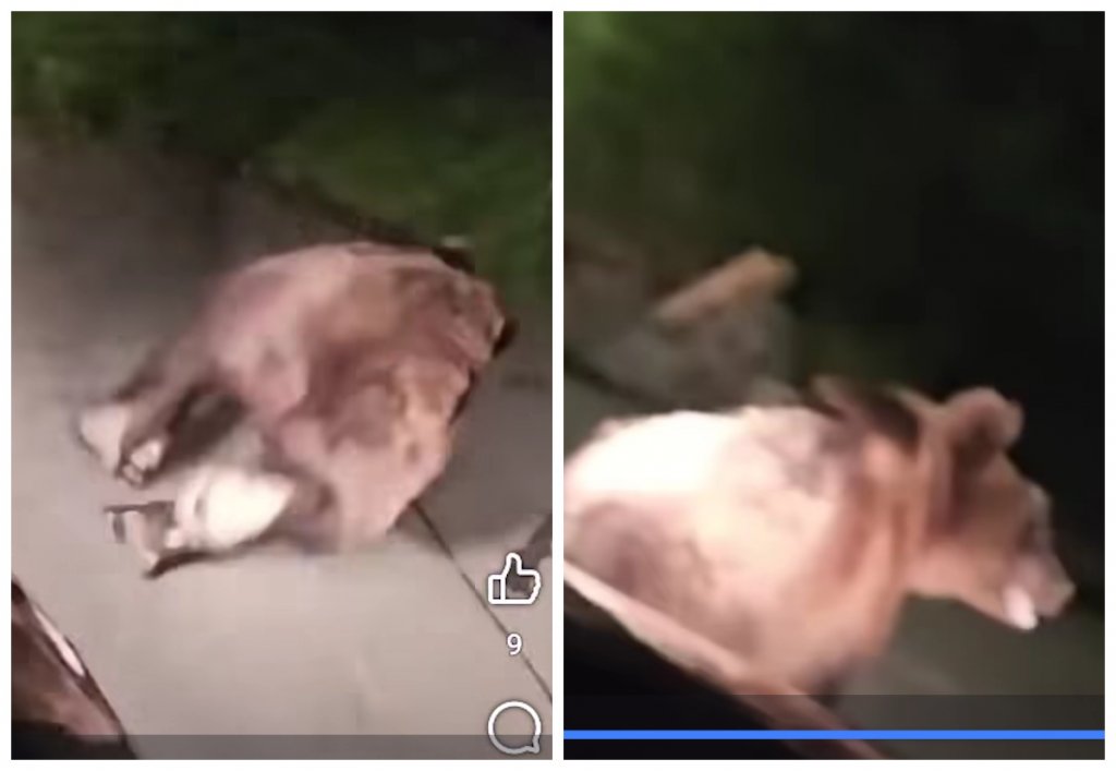Incident neobișnuit în Cluj: Un șofer a fugărit cu mașina un urs pe străzile unui sat