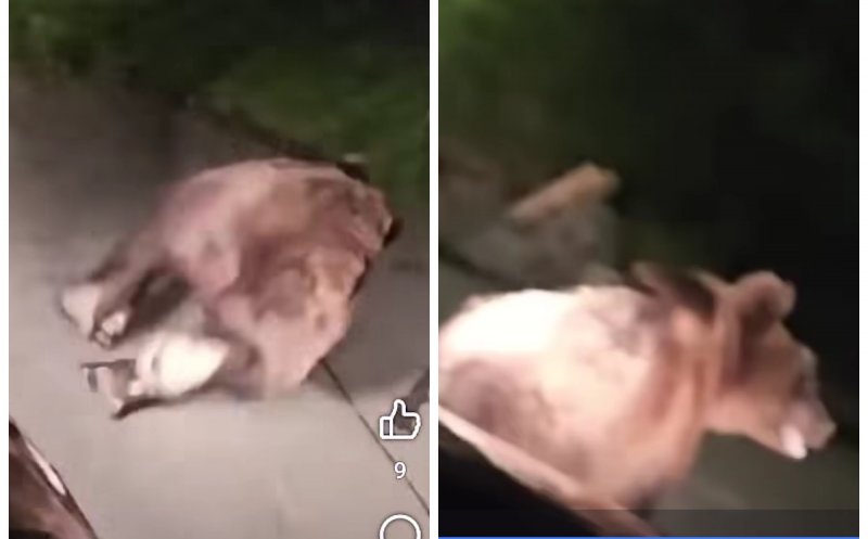 Incident neobișnuit în Cluj: Un șofer a fugărit cu mașina un urs pe străzile unui sat