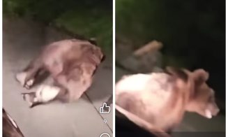 Incident neobișnuit în Cluj: Un șofer a fugărit cu mașina un urs pe străzile unui sat