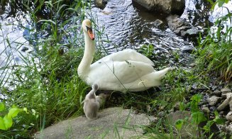 Continuă "frenezia" cu lebedele de pe Someş. Unde dispar bobocii? / Transylvania Wildlife Rescue: "Nu încurajați hrănirea animalelor sălbatice"