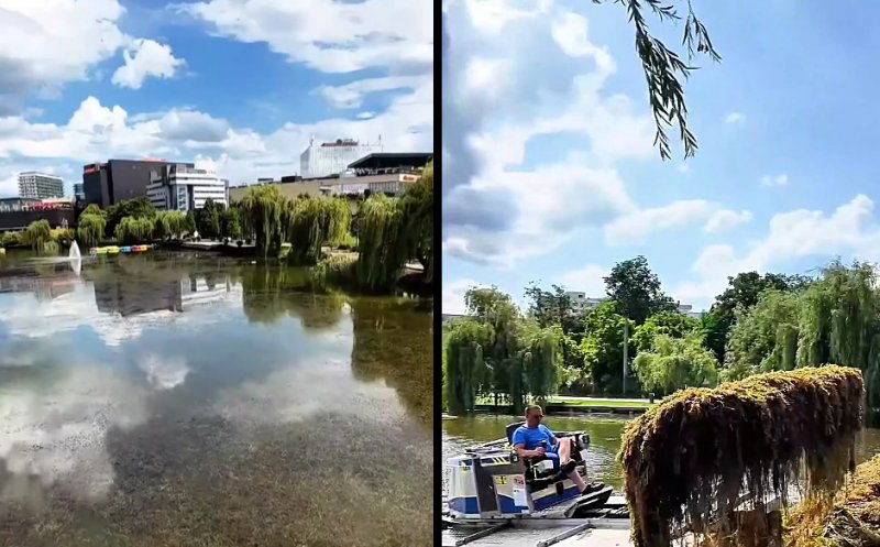 Algele au invadat Lacul Gheorgheni. Intervenţii pentru curăţare