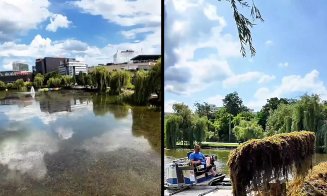 Algele au invadat Lacul Gheorgheni. Intervenţii pentru curăţare