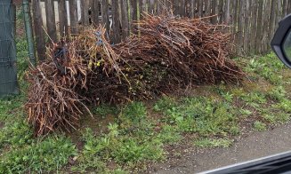 Campanie gratuită de colectare a deșeurilor vegetale la Cluj-Napoca