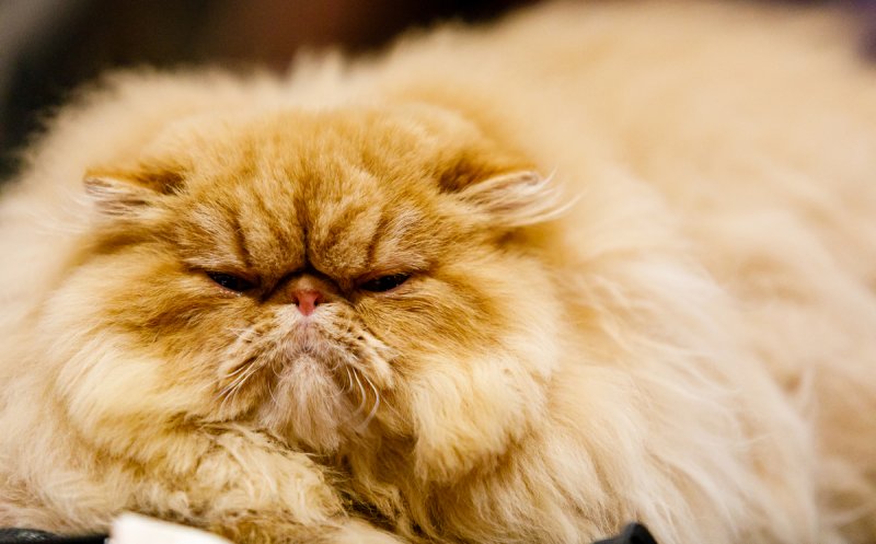 Pisica Transilvană, prima rasă românească recunoscută mondial, și alte zeci de feline de rasă pot fi admirate la Iulius Mall Cluj, în cadrul WCF International Cat Show