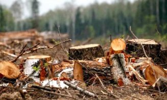 Tăieri ilegale de arbori într-o zonă pitorească din Cluj. Trei suspecți cercetați
