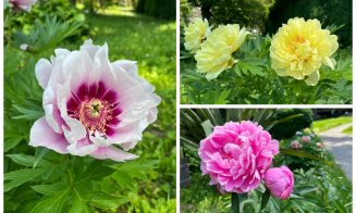Spectacol de culoare la Grădina Botanică din Cluj-Napoca: o nouă colecție de bujori în plină floare