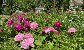 Spectacol de culoare la Grădina Botanică din Cluj-Napoca: o nouă colecție de bujori în plină floare