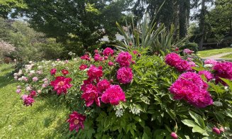Spectacol de culoare la Grădina Botanică din Cluj-Napoca: o nouă colecție de bujori în plină floare