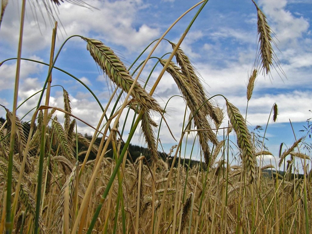 România, în fața unui record vechi de 28 de ani. S-ar putea înregistra cea mai mare recoltă de grâu. La câte tone ajunge producția