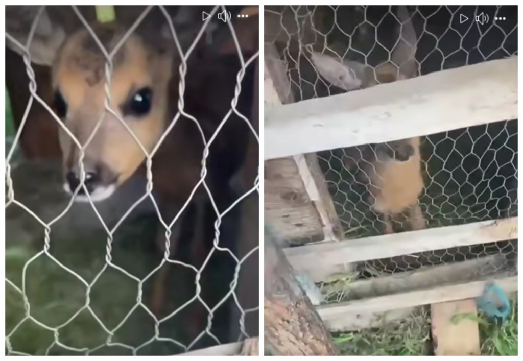 Un pui de căprioară ținut ilegal în captivitate, descoperit în gospodăria unui clujean