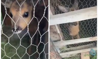 Un pui de căprioară ținut ilegal în captivitate, descoperit în gospodăria unui clujean