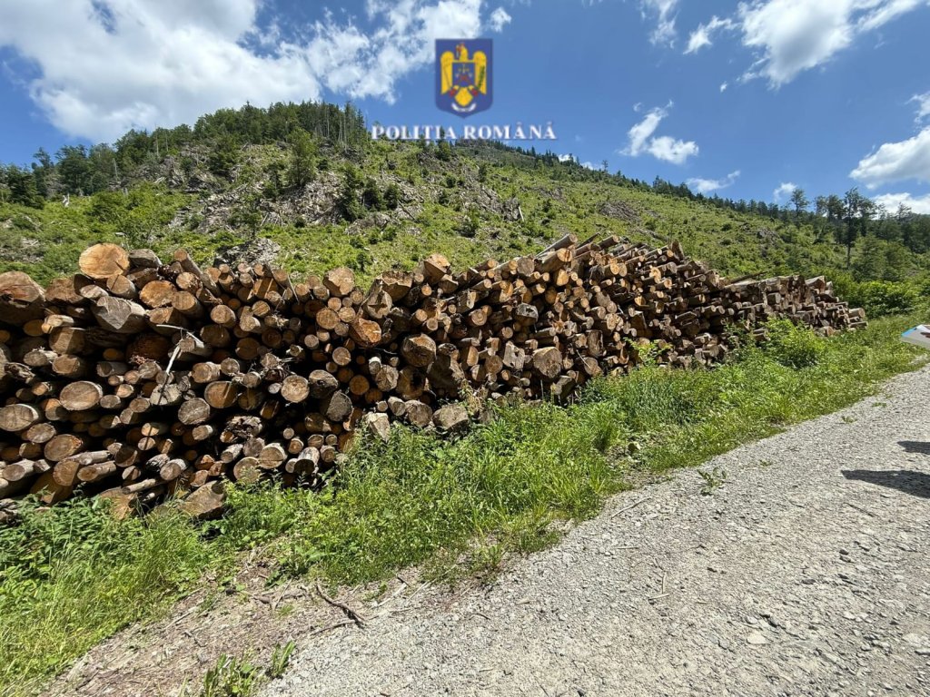 Lovitură dură pentru mafia lemnului: Depozite ilegale descoperite în Cluj