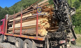 Percheziții în Băişoara la HOŢII de lemn: Tăiere fără drept și furt de arbori / Material lemnos CONFISCAT