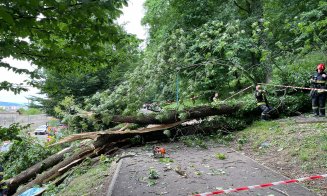 Un tânăr de 27 de ani a murit după ce un copac s-a prăbușit peste el