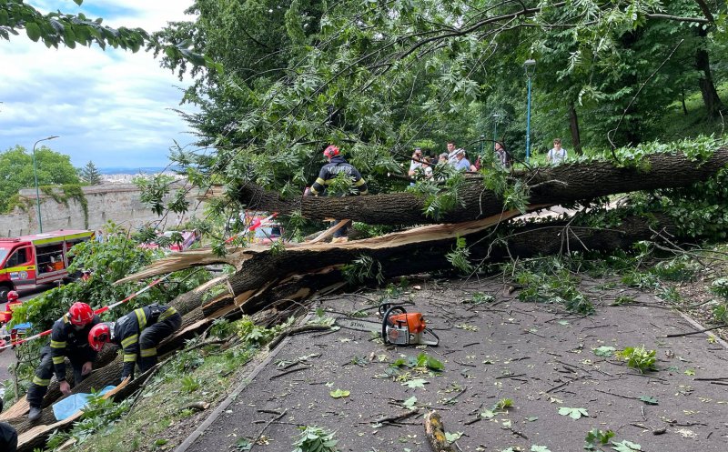 Un tânăr de 27 de ani a murit după ce un copac s-a prăbușit peste el / Primăria transmite că arborele era ”aparent sănătos”