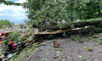 Un tânăr de 27 de ani a murit după ce un copac s-a prăbușit peste el / Primăria transmite că arborele era ”aparent sănătos”