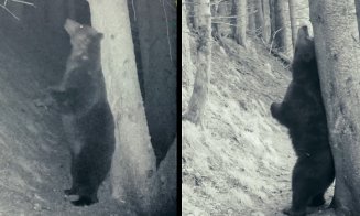 IMAGINI cu Baloo de România:  Cu mic, cu mare, la scărpinat, în Piatra Craiului :)