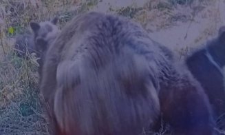 Motociclistul ucis de o ursoaică pe Transfăgărășan își făcuse selfie-uri cu fiara înainte ca aceasta să îl sfâșie
