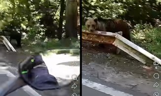 Motociclistul ucis de o ursoaică pe Transfăgărășan își făcuse selfie-uri cu fiara înainte ca aceasta să îl sfâșie