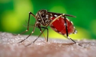 Primul caz de infecţie în 2025 cu virusul West Nile! A fost confirmat într-un județ vecin cu Clujul