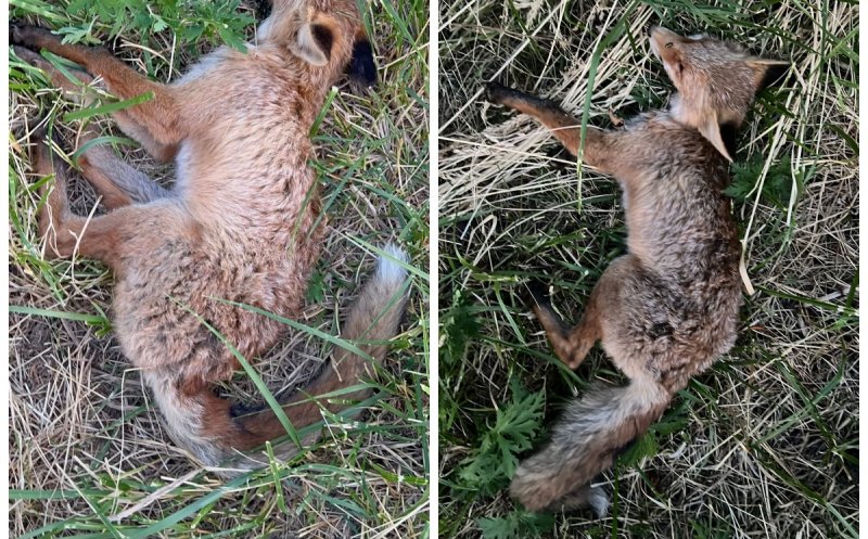 Suspiciuni de otrăvire deliberată a animalelor sălbatice în Cluj. Vulpi găsite moarte în cartierul Bună Ziua