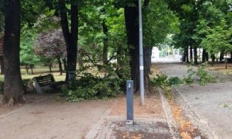 Video WOW după vijelia din Cluj: Arbore de mari dimensiuni, RUPT de vânt și prăbușit pe o alee din Parcul Central