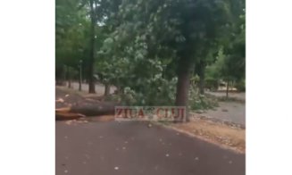 Video WOW după vijelia din Cluj: Arbore de mari dimensiuni, RUPT de vânt și prăbușit pe o alee din Parcul Central