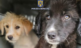 Adio omenie! Animale mutilate, legate și ținute în soare, fără apă, fără hrană