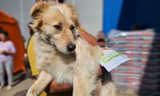 Jumătate de milion de lei pentru pentru microciparea, înregistrarea și sterilizarea câinilor din județul Cluj