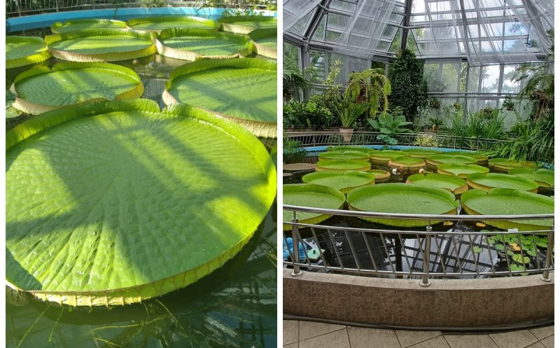 Spectacol botanic rar la Cluj-Napoca: Nufărul care susține 34 kg și își deschide floarea pentru o singură zi