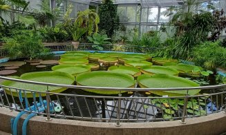 Spectacol botanic rar la Cluj-Napoca: Nufărul care susține 34 kg și floarea care moare într-o zi
