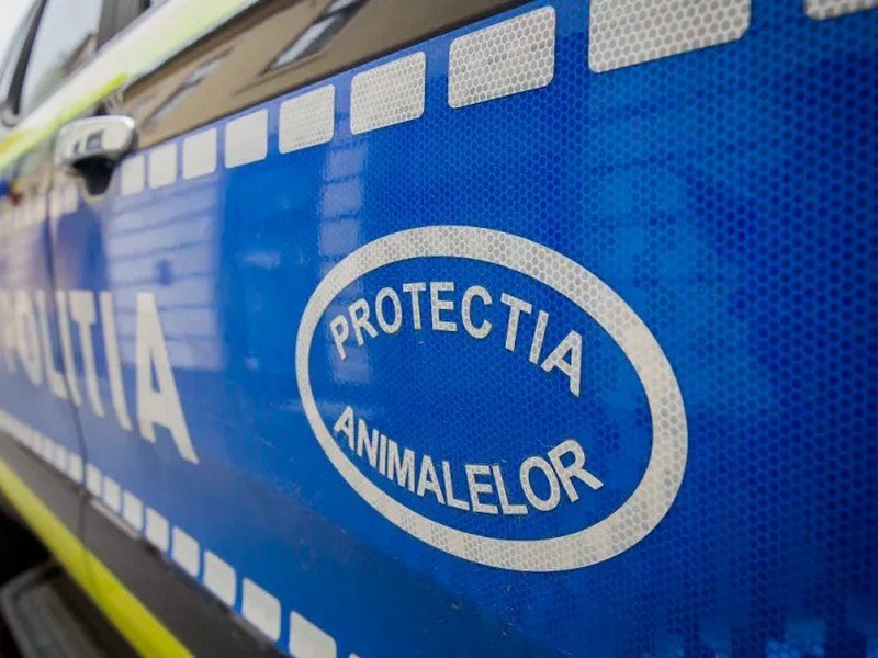 Pui de câine lăsat pe balconul unui imobil din Cluj. Protecția Animalelor a intervenit