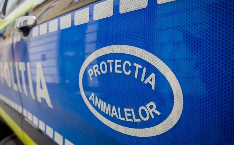 Pui de câine lăsat pe balconul unui imobil din Cluj. Protecția Animalelor a intervenit