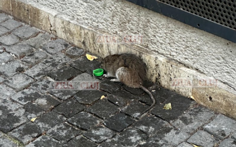 Vedeta din "Ratatouille", în Piața Unirii: "A lăsat Parisul pentru Cluj și acum caută un restaurant bun"