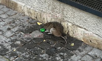 Vedeta din "Ratatouille", în Piața Unirii: "A lăsat Parisul pentru Cluj și acum caută un restaurant bun"
