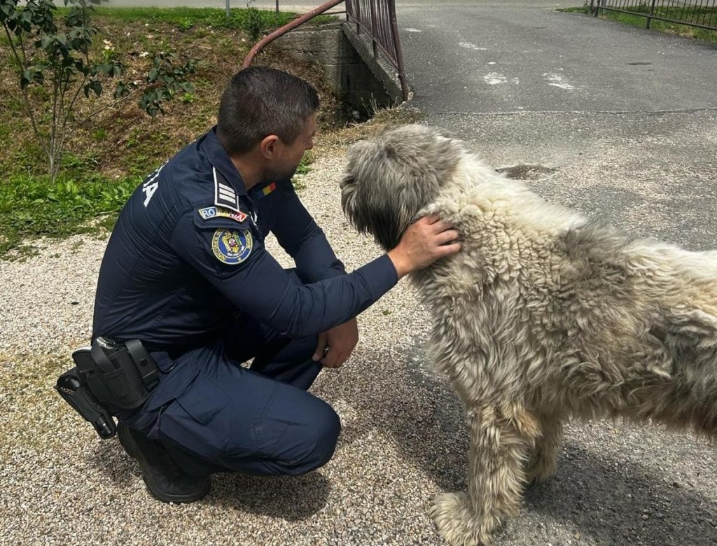 Adăpost ilegal cu aproape 130 de câini descoperit în Cluj. Polițiștii au dat amenzi usturătoare