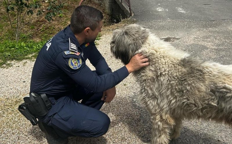 Adăpost ilegal cu aproape 130 de câini descoperit în Cluj. Polițiștii au dat amenzi usturătoare