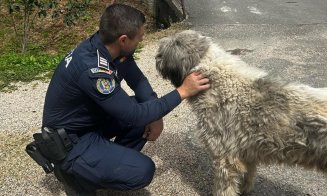 Adăpost ilegal cu aproape 130 de câini descoperit în Cluj. Polițiștii au dat amenzi usturătoare