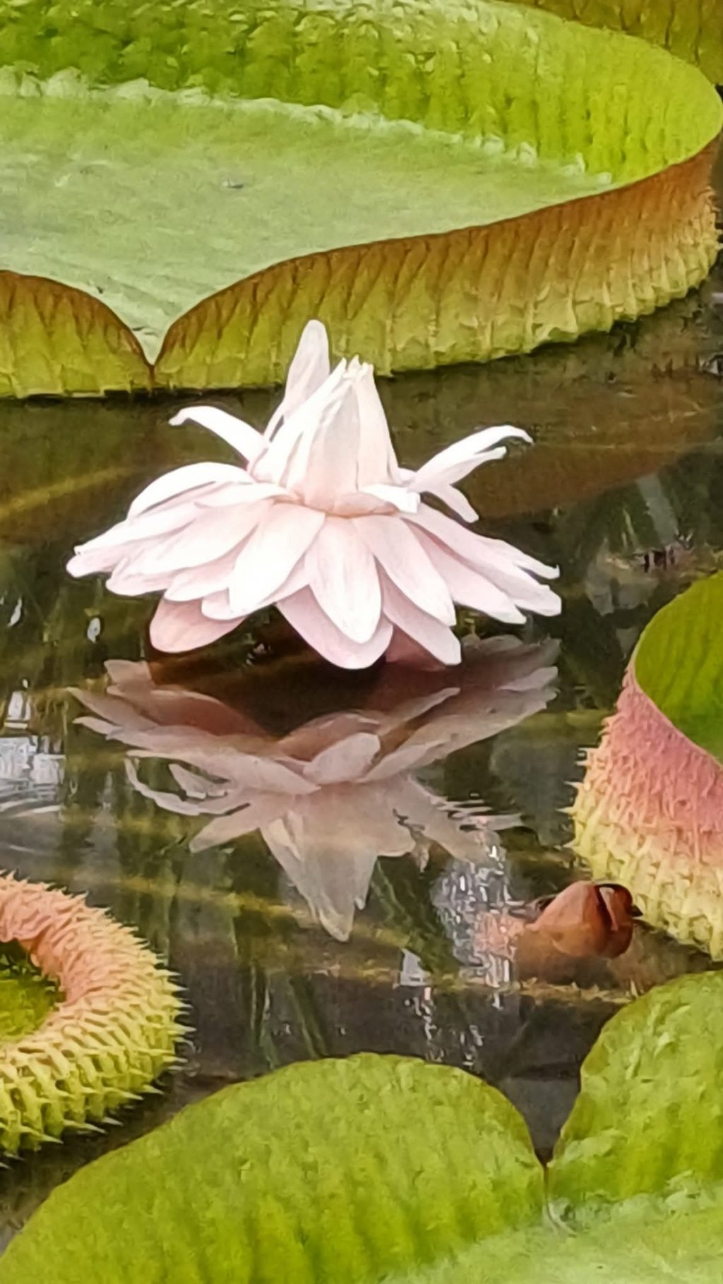 O floare uriașă care trăiește doar 24 de ore. O găsești chiar în Cluj