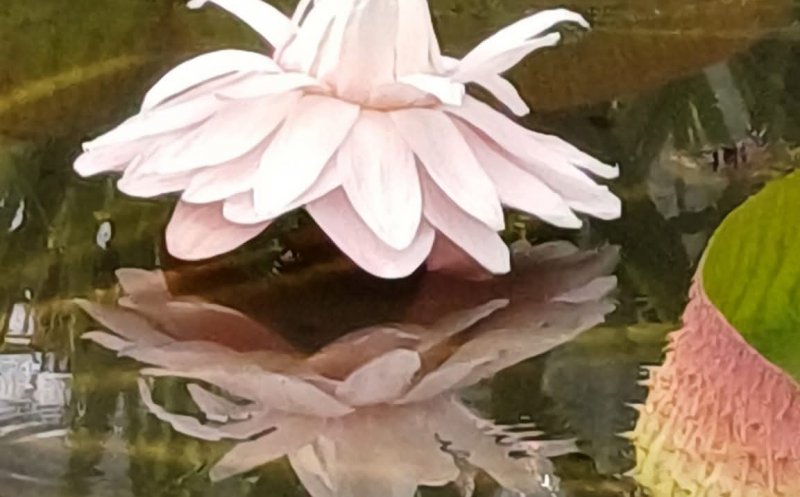 O floare uriașă care trăiește doar 24 de ore. O găsești chiar în Cluj