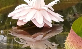 O floare uriașă care trăiește doar 24 de ore. O găsești chiar în Cluj